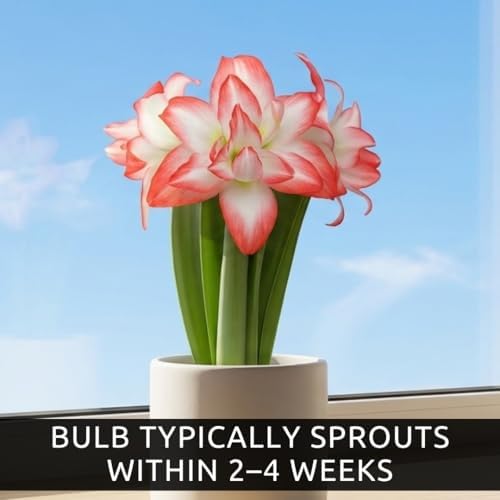 Premium Double Dream Amaryllis Bulb – Top Size 36–38 cm | Soft Pink Double Blooms with Delicate Veining | Indoor Holiday Flowering Bulb | Easy to Grow Gift Plant