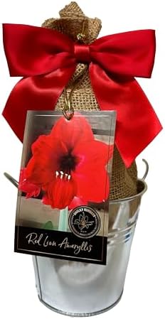 Rustic Tin Red Lion Amaryllis Holiday Gift Growing Kit, Deluxe Edition. Includes a Rustic Silver Pot, 1 Large Bulb, a Burlap Gift Bag and Professional Growing Medium