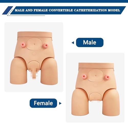 Catheterization Model Male Female Interchangeable, Nursing Practice Urinary Urethral Catheter Manikins PVC Teaching Catheter Model for Students Or Nurses Catheterization Simulator Kit