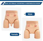 Catheterization Model Male Female Interchangeable, Nursing Practice Urinary Urethral Catheter Manikins PVC Teaching Catheter Model for Students Or Nurses Catheterization Simulator Kit