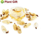 Plant Gift Chinese Medicine Herbal Tea dried magnolia flower flos 辛夷花 magnoliae Xin Yi Hua health skin care Flower Tea Herbs 80g/2.82oz