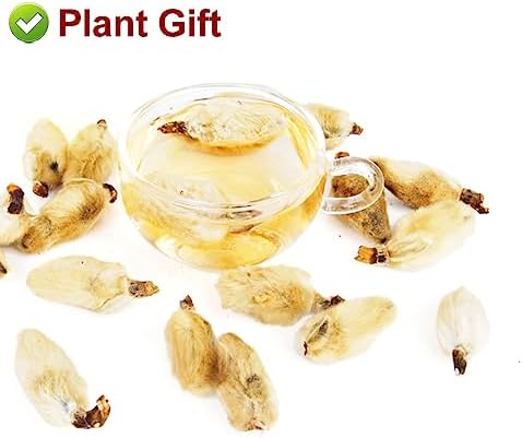 Plant Gift Chinese Medicine Herbal Tea dried magnolia flower flos 辛夷花 magnoliae Xin Yi Hua health skin care Flower Tea Herbs 80g/2.82oz