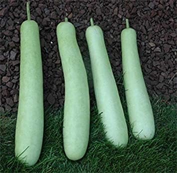 Edible bottle gourd Extra long (Asian vegetable) Gourd Seeds a.K.a BHIM(10 Seeds)