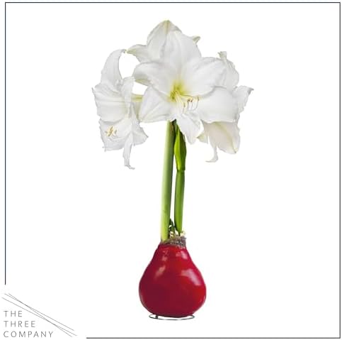 Waxed Amaryllis Bulb - Red Wax, White Blooms - Easy Care - No Watering Needed! Beautiful Live Décor!