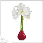Waxed Amaryllis Bulb - Red Wax, White Blooms - Easy Care - No Watering Needed! Beautiful Live Décor!