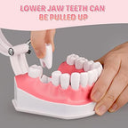 Ultrassist 2X Enlarged Dental Teeth Model with Removable Numbered Teeth, Flossing and Brushing Tooth Model, Washable Oral Care Teeth with Toothbrush