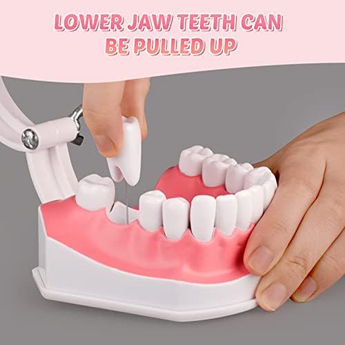 Ultrassist 2X Enlarged Dental Teeth Model with Removable Numbered Teeth, Flossing and Brushing Tooth Model, Washable Oral Care Teeth with Toothbrush