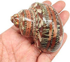 PEPPERLONELY 2 PC Natural Large Hermit Crab Shells, Tapestry Turbo, 2 Inch ~ 2-1/2 Inch