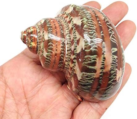 PEPPERLONELY 2 PC Natural Large Hermit Crab Shells, Tapestry Turbo, 2 Inch ~ 2-1/2 Inch