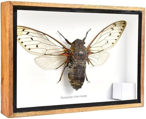 Cicada Speciosa insect taxidermy in wood box framed