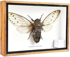Cicada Speciosa insect taxidermy in wood box framed
