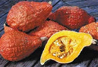 Golden Hubbard Winter Squash Seeds - great for canning and freezing.!!!!(25 - Seeds)