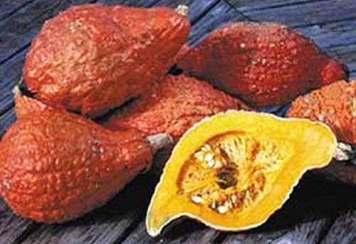 Golden Hubbard Winter Squash Seeds - great for canning and freezing.!!!!(25 - Seeds)