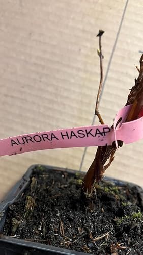 6-12” Tall Honeyberry ‘Aurora’ (Lonicera caerulea VAR.edulis) 1 Plant Haskap