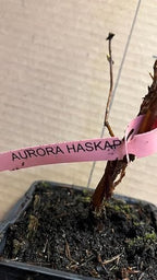 6-12” Tall Honeyberry ‘Aurora’ (Lonicera caerulea VAR.edulis) 1 Plant Haskap