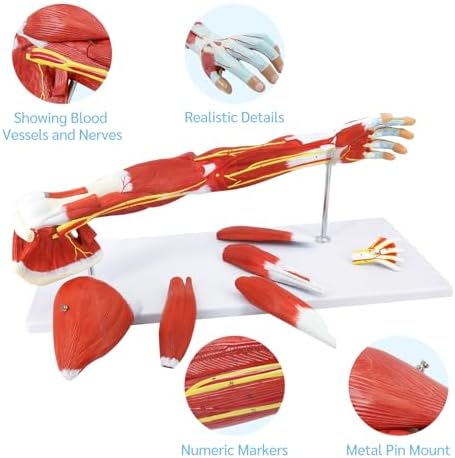 JNMFTD Human Arm Anatomical Muscle Model，Life Size 7 Parts Removable Upper Limb Shoulder Bone Elbow Artery Forearm Hand with Product Manual Card PVC Base for Study Teaching Medical Model Educational