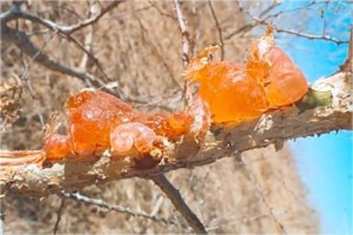 Gum Arabic Chunks – Premium Natural Acacia Resin – 100% Pure & Raw – For Crafts, DIY, Art, Incense Use – Non-GMO, No Additives – 4 oz (0.25 lb)