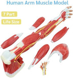 JNMFTD Human Arm Anatomical Muscle Model，Life Size 7 Parts Removable Upper Limb Shoulder Bone Elbow Artery Forearm Hand with Product Manual Card PVC Base for Study Teaching Medical Model Educational