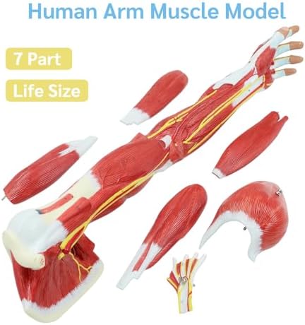 JNMFTD Human Arm Anatomical Muscle Model，Life Size 7 Parts Removable Upper Limb Shoulder Bone Elbow Artery Forearm Hand with Product Manual Card PVC Base for Study Teaching Medical Model Educational