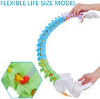 Life Size Spine Model - 34.6'' Flexible Human Spinal Anatomical Model with Nerves, Arteries, Lumbar Column and Male Pelvis, Colorful Anatomy Spine Model