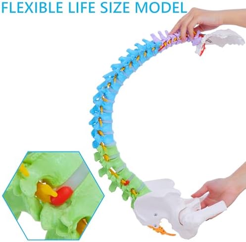 Life Size Spine Model - 34.6'' Flexible Human Spinal Anatomical Model with Nerves, Arteries, Lumbar Column and Male Pelvis, Colorful Anatomy Spine Model