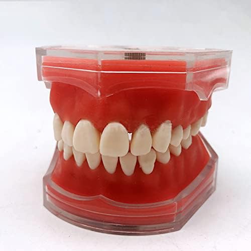 Standard Teeth Model, Dental Crown Models Soft Gums, Dental Model Resin Removable Full Mouth Teeth for Tooth Extraction Exercises, Doctor Explains to The Patient