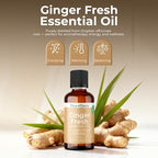 Viva Doria Ginger Essential Oil, 100% Pure Natural, Fresh Ginger Essential Oil, Undiluted, for Aromatherapy | Food Grade, 30 mL (1 Fluid Ounce)