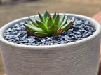 Natural Slate Stone Gravel 1/8 to 1/4 inch - USA Sourced and Packaged for Basing Models, Wargaming, Mosaic Stone Art, Crafts, Bonsai, Succulents, Miniature or Fairy Gardens, Aquariums (1lb)