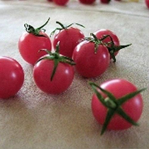 Pink Cherry Tomato Seeds - Low Acid but Very high Sugar Flavor (50 - Seeds)