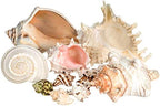 Conch Shell Decor - Seashell Decor - Imperfect 2-4" Small Sea Shells and 5-8" Large Sea Shells - Shells for Decoration - Large Seashells for Crafts - Magic Conch Shell Room Decor