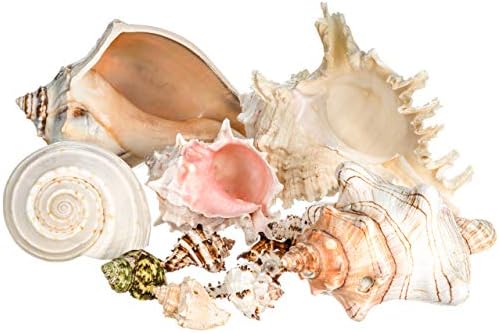 Conch Shell Decor - Seashell Decor - Imperfect 2-4" Small Sea Shells and 5-8" Large Sea Shells - Shells for Decoration - Large Seashells for Crafts - Magic Conch Shell Room Decor