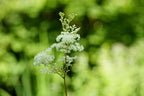 Dried Meadowsweet Flowers - Ingredients: 100% Natural Mead Wort Flowers, Dried (Filipendula Ulmaria) - Origin: Poland - Net Weight: 1.23oz/35 grams