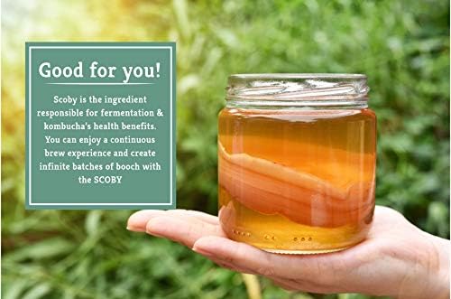Craft A Brew - SCOBY and Starter Tea Liquid - Premium Live Culture - Fermentation and Kombucha Homebrew - Makes 1 Gallon