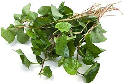 Houttuynia Herb - Dried Houttuynia cordata C/S 100% from Nature (8oz)
