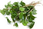Houttuynia Herb - Dried Houttuynia cordata C/S 100% from Nature (8oz)