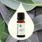 Plant Therapy Eucalyptus Radiata Essential Oil 10 mL (1/3 oz), 100% Pure, Undiluted, for Aromatherapy, Respiratory Support & Focus