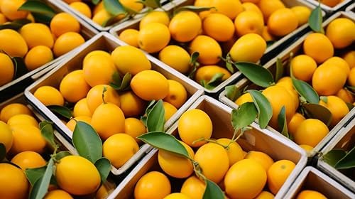 Fresh delicious Kumquat by RawJoy Farms., 2 Pound