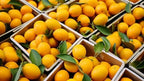 Fresh delicious Kumquat by RawJoy Farms., 2 Pound