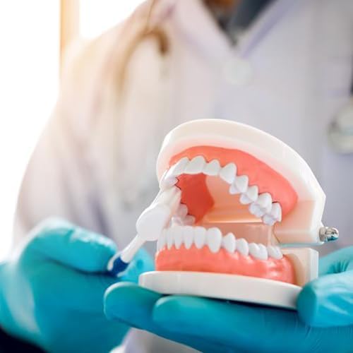 Dental Teeth Model with Denture Toothbrush，2 Times Enlarge，Denture Mouth Model for Demonstration and Teaching Tools