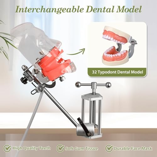 Ultrassist Dental Manikin Head with 32 Typodont Teeth Model, Dental Typodont Mount Fixed on Table, Dental Phantom Head