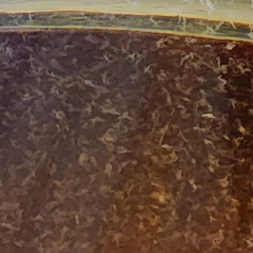 Vinegar EEL Culture (Turbatrix Aceti), 6 oz
