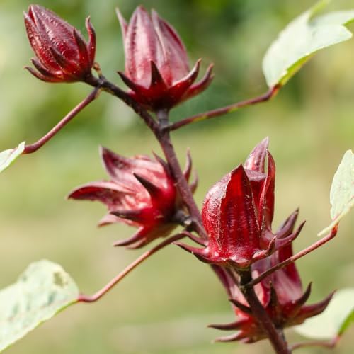 Sabdariffa Roselle Hibiscus Plants 5-8 Inch Tall, Red Sorrel Roselle Hibiscus Flowers for Planting in 4'' Pot, High Yield, Ready to Grow