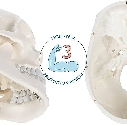 Axis Scientific Human Skull Model for Anatomy Life Size, 3-Part Anatomy Skull Includes Skull Cap with External and Interior Structures, Includes Detailed Product Manual, Skull for Anatomy