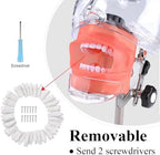 Global-Dental Simulator Manikin Phantom Head Model Teeth Dentist Educational Teeth Teaching Model with 28Pcs Fix on (Table Stand Type)