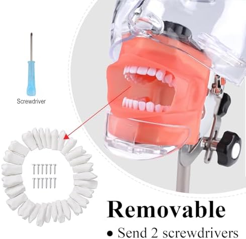 Global-Dental Simulator Manikin Phantom Head Model Teeth Dentist Educational Teeth Teaching Model with 28Pcs Fix on (Table Stand Type)
