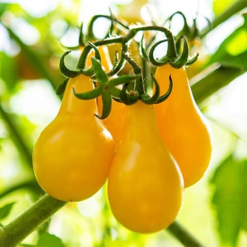 Organic Yellow Pear Tomato Seeds, 100+ Seeds, 250mg