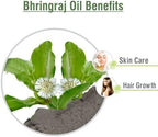Salvia Bhringraj Oil (Eclipta alba) Pure & Natural - Undiluted Uncut Cold Pressed Premium Oil Use for Aromatherapy, Skin Care & Hair - Therapeutic Grade (1.01 Fl Oz with dropper)