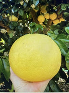Fresh Pomelo/Grapefruit Hybrid "Melogolds" - 4 count