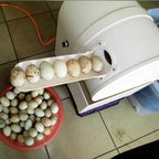 Automatic Egg Washing Machine, Electric Cleaner Tool for Chicken, Duck, Goose Eggs, 2300 Pieces/Hour, Egg Washer, Egg Cleaning Machine for Household Poultry Farm