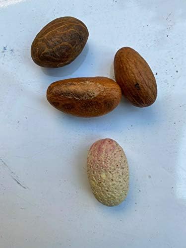 Generic African Fresh Organic Bitter Kola nuts (Garcinia Kola from west Africa) 1LB